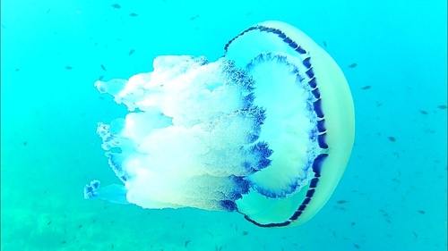 Morska pluća (Rhizostoma pulmo)