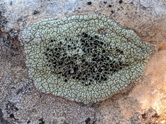 Lecanora argopholis
