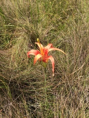 Lilium catesbaei image