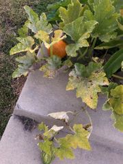 Cucurbita maxima maxima