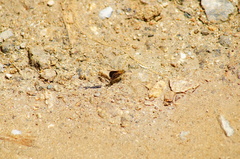Dardarina dardaris