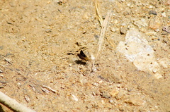 Dardarina dardaris