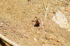 Dardarina dardaris