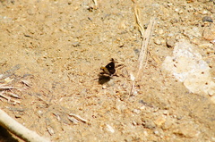 Dardarina dardaris
