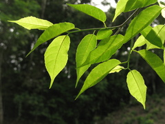 Maclura tinctoria