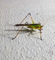 Tettigoniidae