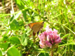 Thymelicus sylvestris