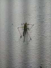 Tettigoniidae