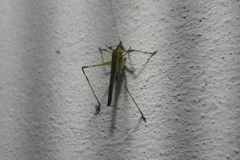 Tettigoniidae