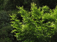 Maclura tinctoria