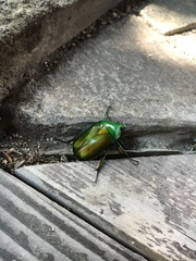 Pseudotorynorrhina japonica