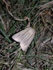 Mythimna sicula