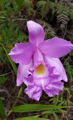 Sobralia macrantha