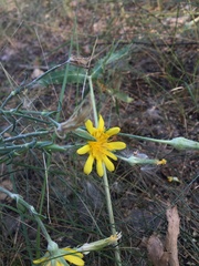Tragopogon ucrainicus