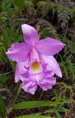 Sobralia macrantha