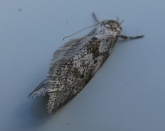 Trachypepla photinella