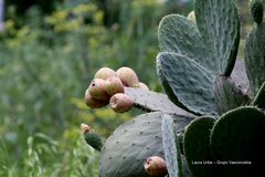 Opuntia joconostle