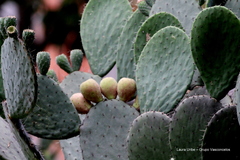 Opuntia joconostle
