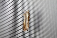 Cucullia convexipennis