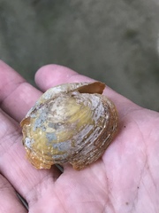 Cyclonaias necki