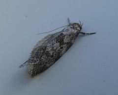 Trachypepla photinella