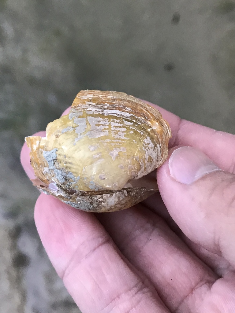 Pustulosa necki
