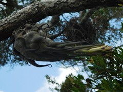 Tillandsia seleriana