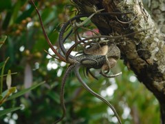 Tillandsia butzii