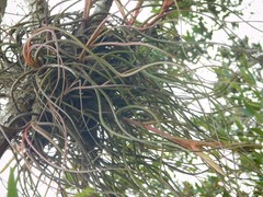 Tillandsia butzii