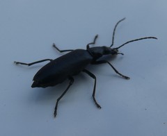 Selenopalpus cyaneus