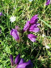 Penstemon cardwellii