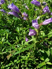 Penstemon cardwellii