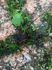 Himalphalangium spinulatum