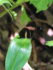 Heliconius melpomene rosina