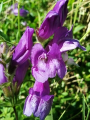 Penstemon cardwellii