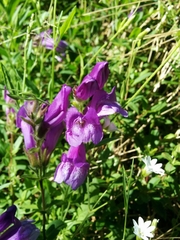 Penstemon cardwellii