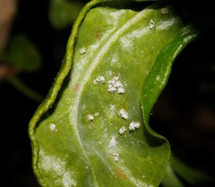 Siphoninus phillyreae