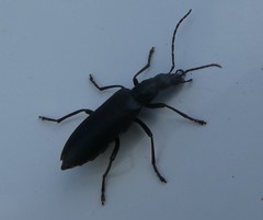 Selenopalpus cyaneus