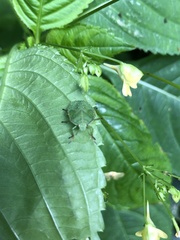 Palomena prasina