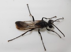 Sphex pruinosus