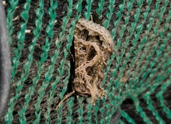 Cornutiplusia circumflexa