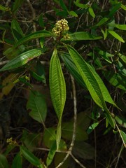 Miconieae