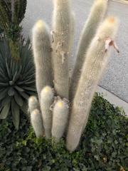 Cleistocactus strausii