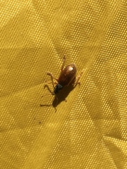 Phyllobius oblongus