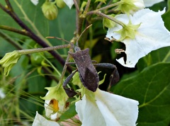 Leptoglossus concaviusculus