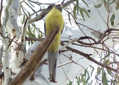 Platycercus elegans flaveolus