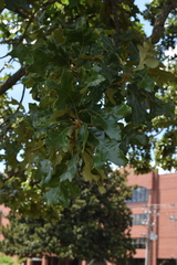 Quercus stellata