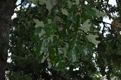 Quercus stellata