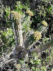 Euphorbia mammillaris