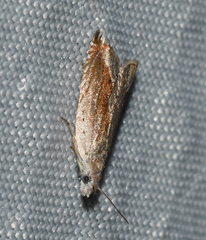 Ancylis diminuatana